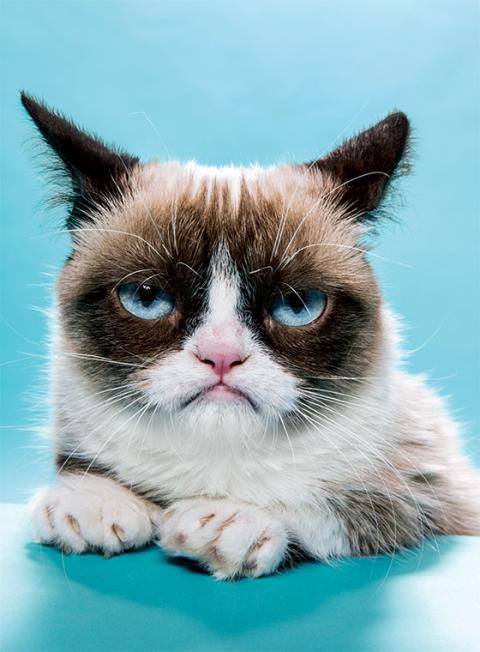 business130930 grumpycat 2 560